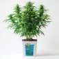 Preview: Grow Bucket Super Soil mineralic